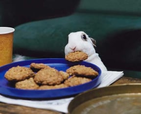 Rabbit stealing a cookie
